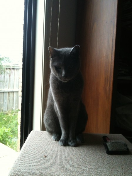 Kitteh knows inception
